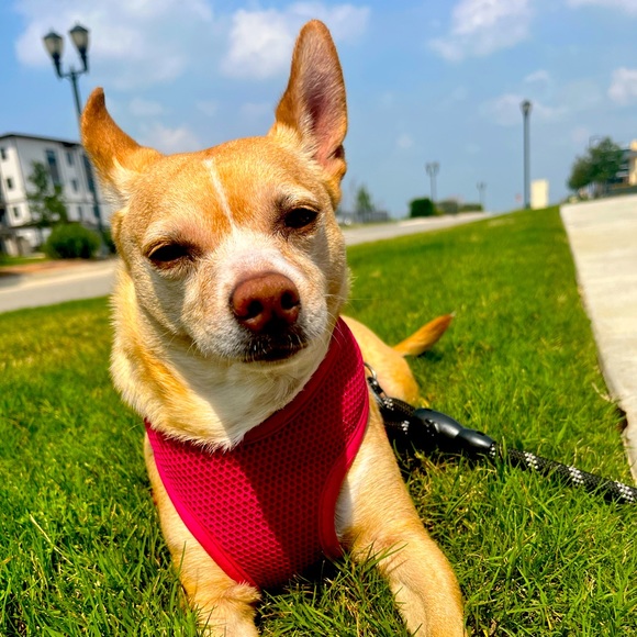 Meet your Posher, Diana - Picture 1 of 1